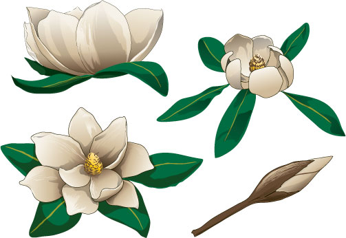 clipart of magnolia tree - photo #13